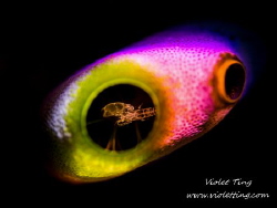 shrimp in tunicate shot with luminance light by Violet Ting 